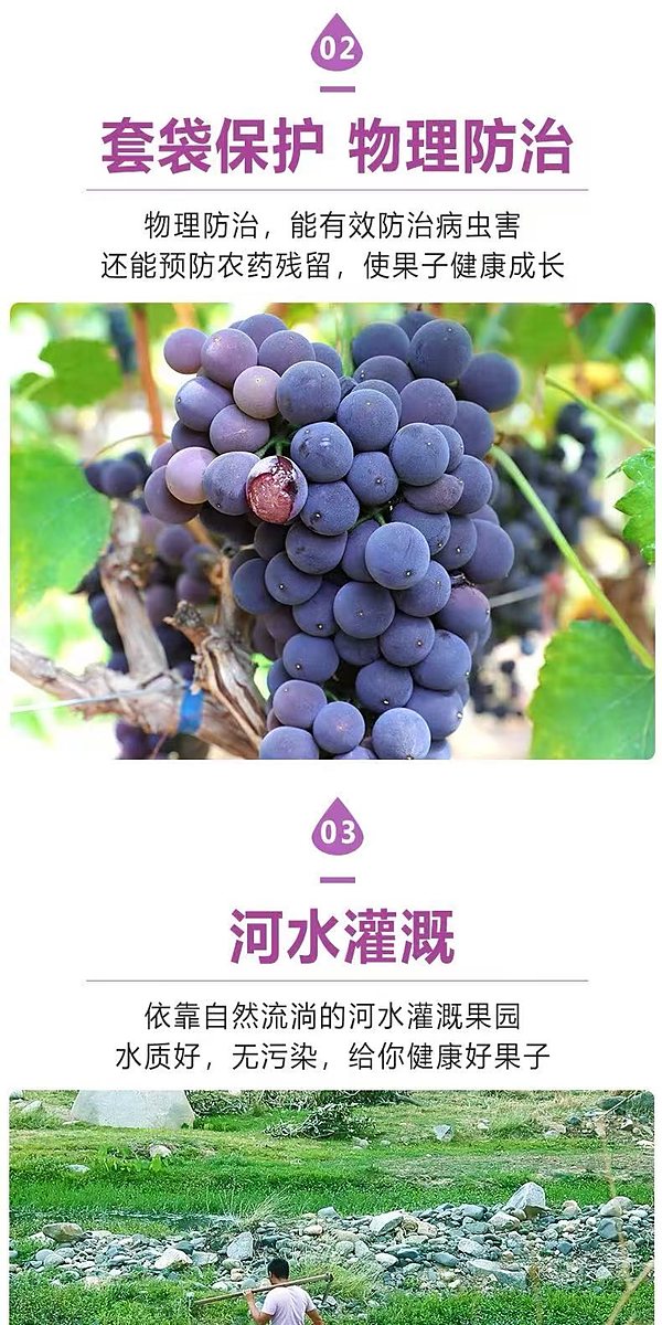 夏黑葡萄批量报价 整箱直供 可按箱起订