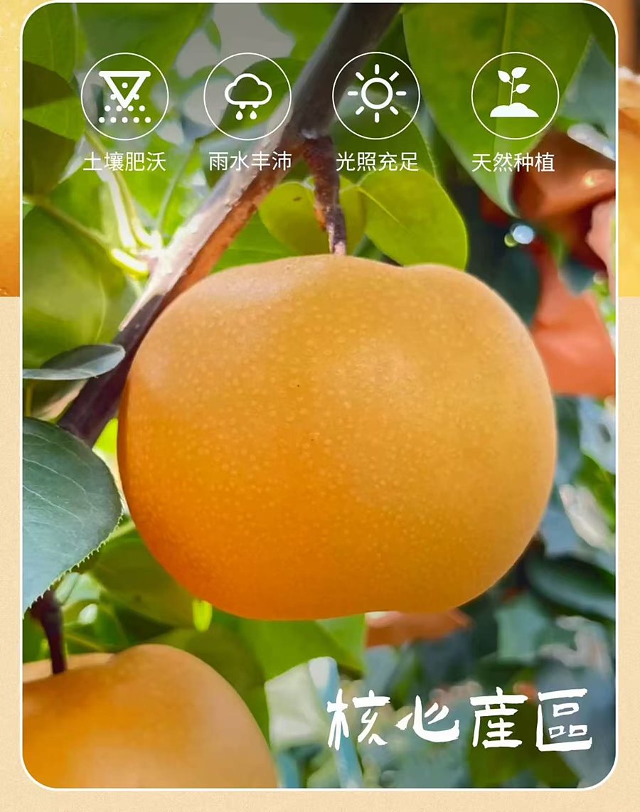秋月梨实拍